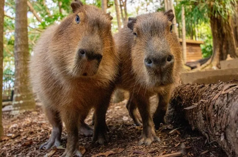 Capybara - Tính xã hội cao Capybara - Tính xã hội cao
