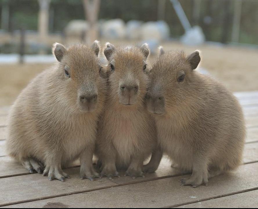 Capybara - Capybara là loài gì? Capybara - Capybara là loài gì?