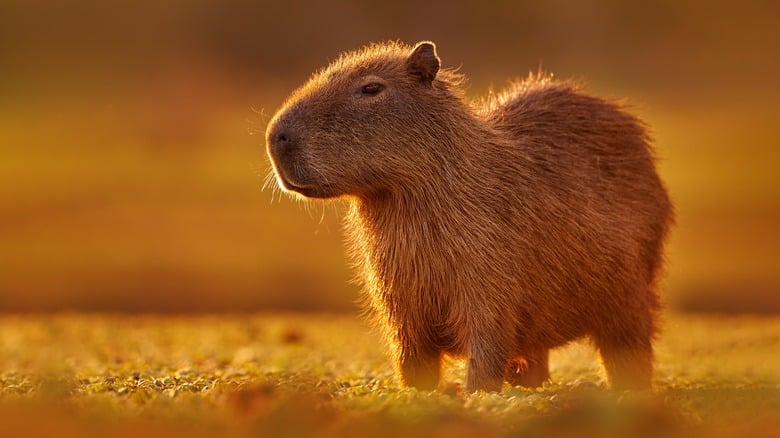 Capybara - Dễ trở thành meme và biểu tượng “chill” Capybara - Dễ trở thành meme và biểu tượng “chill”