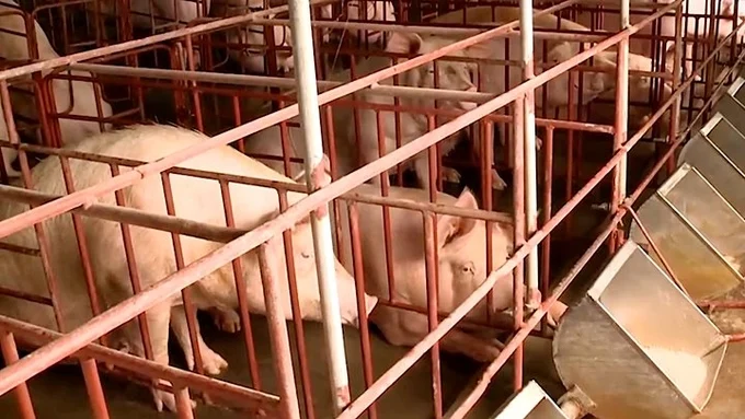 Giá heo hơi hôm nay - Bảng giá heo hơi tham khảo theo khu vực