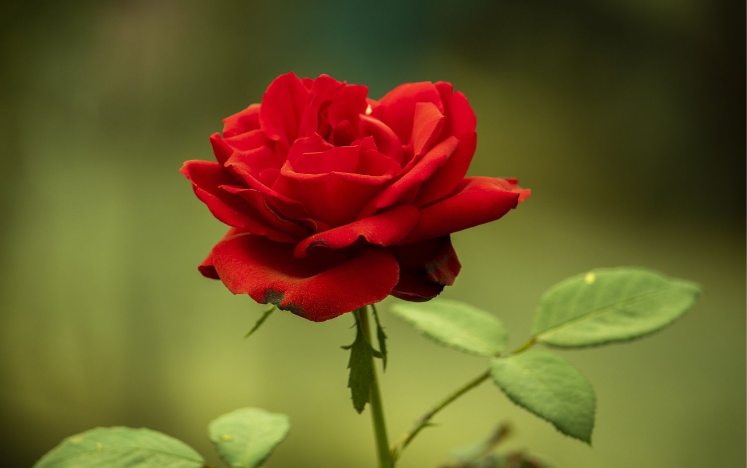 Hoa hồng - Hồng leo