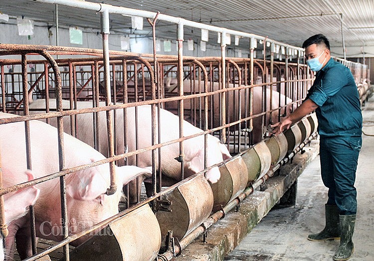 Giá heo hơi hôm nay - Dự báo giá heo hơi thời gian tới